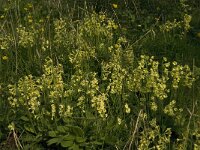 Primula elatior 92, Slanke sleutelbloem, Saxifraga-Willem van Kruijsbergen