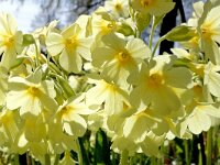 Primula elatior 94, Slanke sleutelbloem, Saxifraga-Hans Dekker