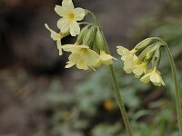 Primula elatior 95, Slanke sleutelbloem, Saxifraga-Bas Klaver