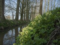 Primula elatior 99, Slanke sleutelbloem, Saxifraga-Willem van Kruijsbergen