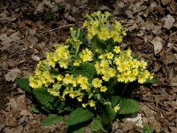 Primula elatior ssp elatior 30, Slanke sleutelbloem, Saxifraga-Marijke Verhagen