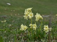 Primula elatior ssp intricata 138, Saxifraga-Luuk Vermeer