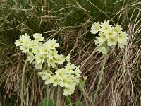 Primula elatior ssp intricata 141, Saxifraga-Harry Jans  Primula elatior ssp. intricata
