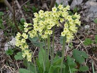Primula elatior ssp intricata 145, Saxifraga-Harry Jans