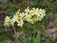 Primula elatior ssp intricata 146, Saxifraga-Harry Jans