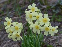 Primula elatior ssp intricata 147, Saxifraga-Harry Jans