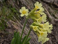 Primula elatior ssp intricata 148, Saxifraga-Harry Jans
