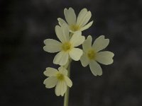 Primula elatior ssp intricata 31, Saxifraga-Jan van der Straaten