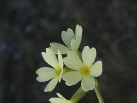Primula elatior ssp intricata 32, Saxifraga-Jan van der Straaten