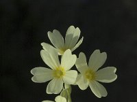 Primula elatior ssp intricata 33, Saxifraga-Jan van der Straaten