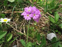Primula farinosa 11, Saxifraga-Harry van Oosterhout : Zwitserland, alpenflora, bloem, flora, wilde plant, Primula glutinosa