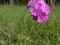 Primula farinosa 28, Saxifraga-Ed Stikvoort