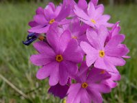 Primula farinosa 29, Saxifraga-Ed Stikvoort