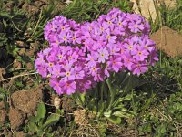 Primula farinosa 31, Saxifraga-Harry Jans