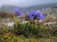 Primula glutinosa 22, Saxifraga-Luuk Vermeer