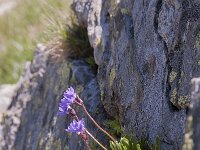 Primula glutinosa 8, Saxifraga-Luuk Vermeer