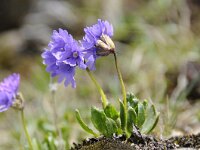 Primula glutinosa, 15 Saxifraga-Luuk Vermeer