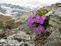 Primula hirsuta 2, Saxifraga-Harry van Oosterhout : Zwitserland, alpenflora, bloem, flora, wilde plant, primula, sleutelbloem, bergen
