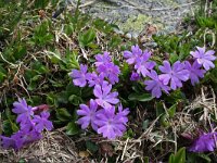 Primula integrifolia 2, Saxifraga-Jeroen Willemsen