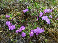 Primula integrifolia 6, Saxifraga-Ed Stikvoort