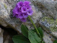 Primula latifolia 10, Saxifraga-Harry Jans