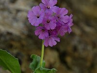 Primula latifolia 4, Saxifraga-Harry Jans