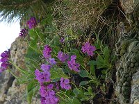 Primula latifolia 5, Saxifraga-Harry Jans