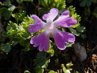 Primula minima 16, Saxifraga-Ed Stikvoort