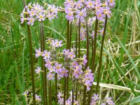 Primula nutans 2, Saxifraga-Hans Grotenhuis