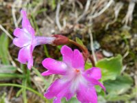 Primula spectabilis 3, Saxifraga-Rutger Barendse