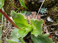 Primula spectabilis 4, Saxifraga-Rutger Barendse