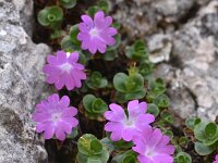 Primula tyrolensis 3, Saxifraga-Harry Jans