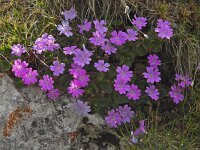 Primula tyrolensis 7, Saxifraga-Harry Jans
