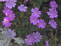 Primula tyrolensis 8, Saxifraga-Harry Jans