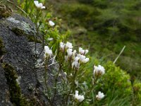 Pritzelago alpina 11, Saxifraga-Rutger Barendse