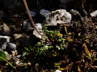 Pritzelago alpina ssp alpina 12, Saxifraga-Ed Stikvoort