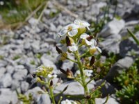 Pritzelago alpina ssp alpina 13, Saxifraga-Ed Stikvoort