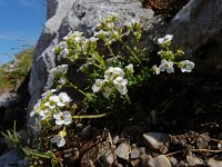 Pritzelago alpina ssp alpina 14, Saxifraga-Ed Stikvoort