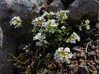 Pritzelago alpina ssp alpina 15, Saxifraga-Ed Stikvoort