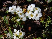 Pritzelago alpina ssp alpina 16, Saxifraga-Ed Stikvoort