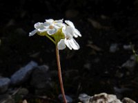 Pritzelago alpina ssp alpina 17, Saxifraga-Ed Stikvoort
