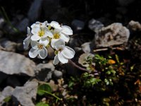 Pritzelago alpina ssp alpina 18, Saxifraga-Ed Stikvoort