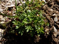 Pritzelago alpina ssp alpina 19, Saxifraga-Ed Stikvoort