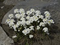 Pritzelago alpina ssp alpina 2, Saxifraga-Willem van Kruijsbergen