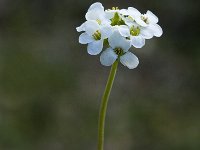 Pritzelago alpina ssp alpina 4, Saxifraga-Jan van der Straaten