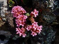 Prometheum pilosum 3, Saxifraga-Ed Stikvoort