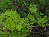 Prosopis juliflora 1, Saxifraga-Rutger Barendse
