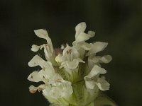 Prunella laciniata 5, Saxifraga-Jan van der Straaten