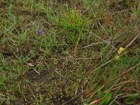 Prunella vulgaris 20, Gewone brunel, Saxifraga-Hans Boll