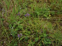 Prunella vulgaris 21, Gewone brunel, Saxifraga-Hans Boll